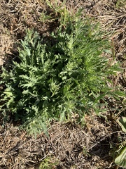 Osteospermum muricatum