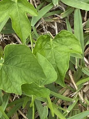 Ipomoea alba