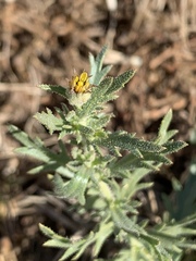 Osteospermum muricatum