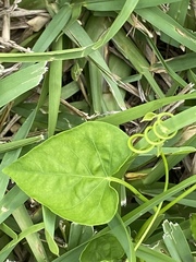 Ipomoea alba