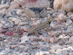Sceloporus parvus