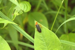 Neopyrochroa flabellata