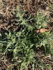 Osteospermum muricatum
