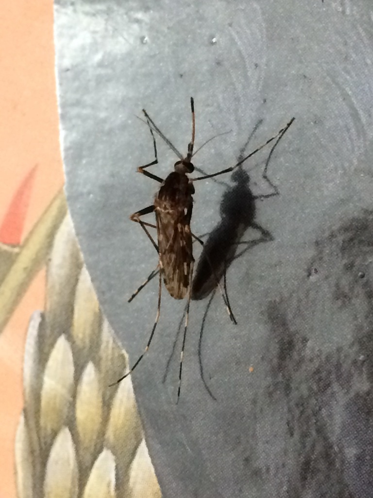 Lutzia bigoti