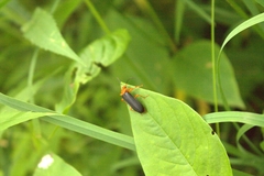 Neopyrochroa flabellata