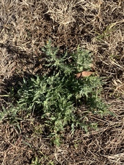 Osteospermum muricatum