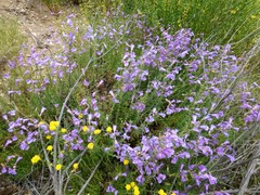 Penstemon heterophyllus australis