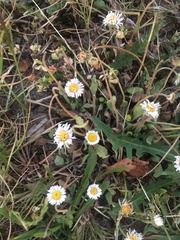 Bellis perennis