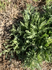 Osteospermum muricatum