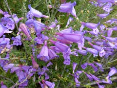 Penstemon heterophyllus australis