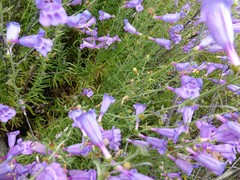 Penstemon heterophyllus australis