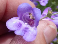 Penstemon heterophyllus australis