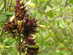 Tetramerium nervosum