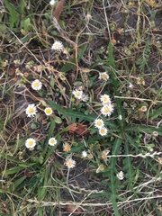 Bellis perennis
