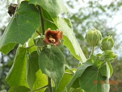 Hibiscus clypeatus