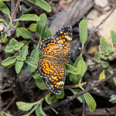 Phyciodes graphica graphica