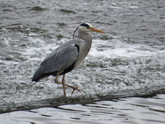 Ardea cinerea