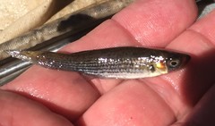 Fundulus nottii