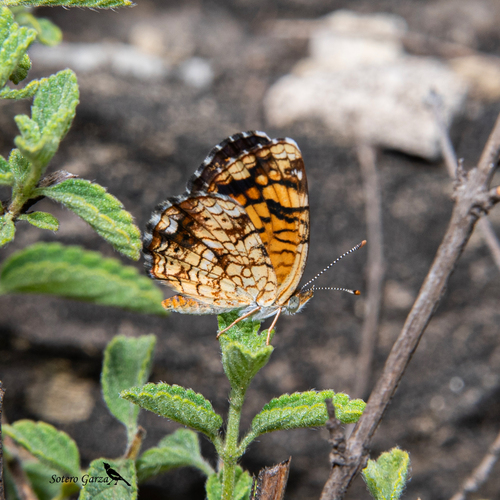 Vesta Crescent