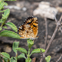 Phyciodes graphica graphica