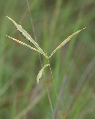 Paspalum pectinatum
