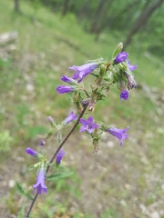 Campanula sibirica elatior
