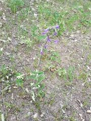 Campanula sibirica elatior