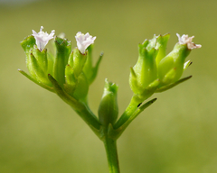 Valerianella dentata