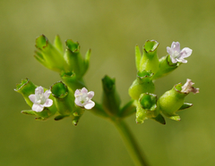 Valerianella dentata