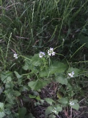 Alliaria petiolata