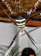 Argiope aetherea