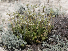 Petrosedum subulatum