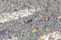 Cicindela ocellata rectilatera