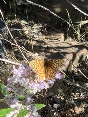 Speyeria callippe macaria