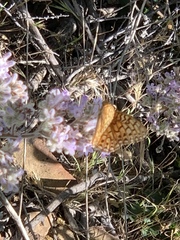 Speyeria callippe macaria