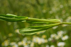 Valerianella dentata