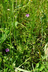 Valerianella dentata