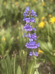 Penstemon cyananthus