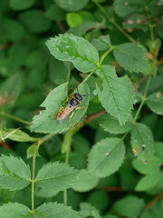 Philanthus triangulum