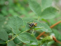 Philanthus triangulum