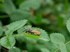 Philanthus triangulum