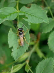 Philanthus triangulum