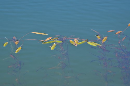 Longleaf Pondweed