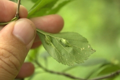 Blaesodiplosis venae