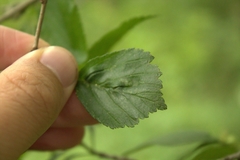 Blaesodiplosis venae