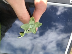 Helichrysum petiolare