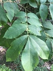 Carya pallida