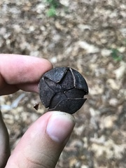 Carya pallida