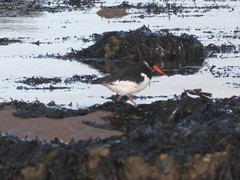 Haematopus ostralegus