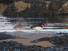 Haematopus ostralegus